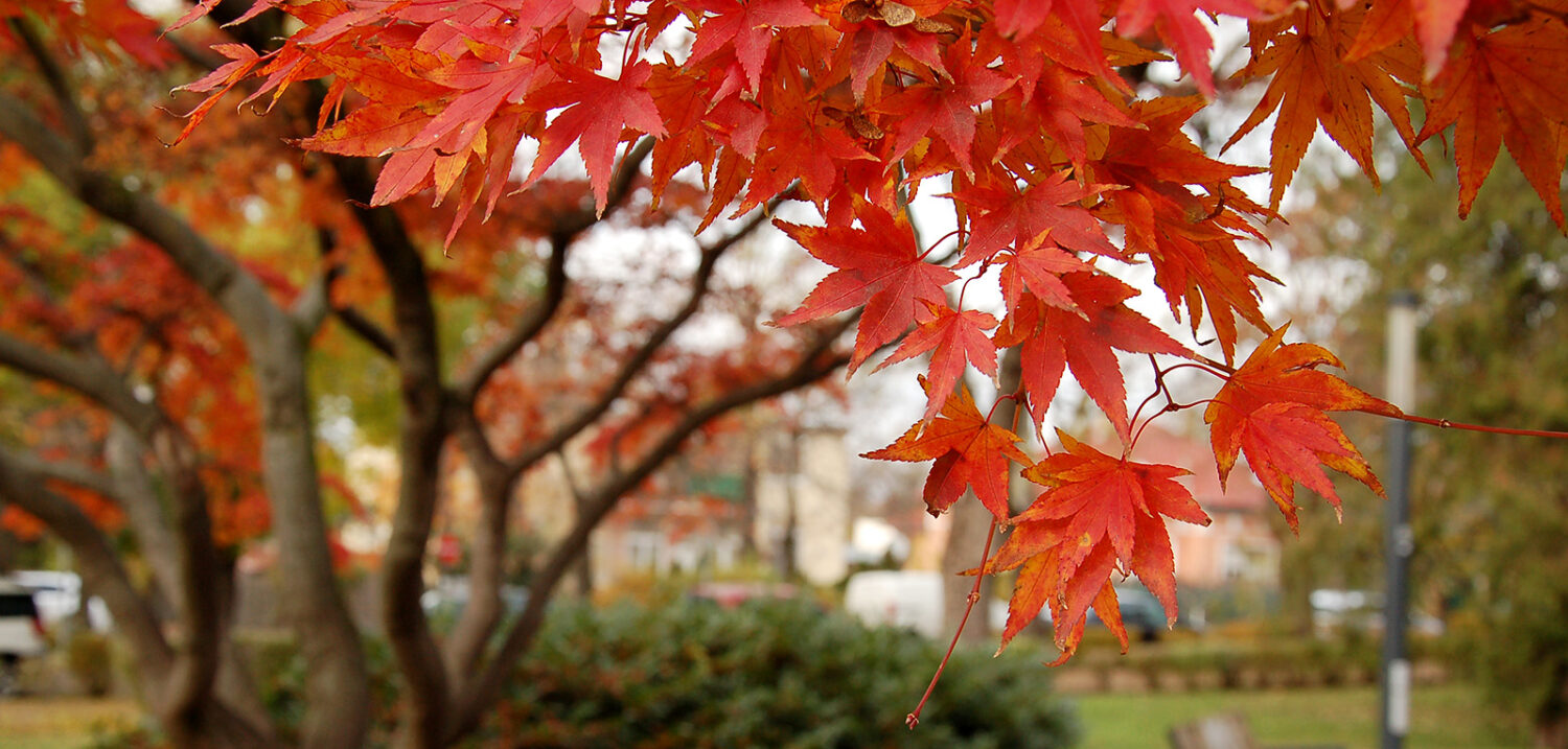 Kazó-Horváth Dóra